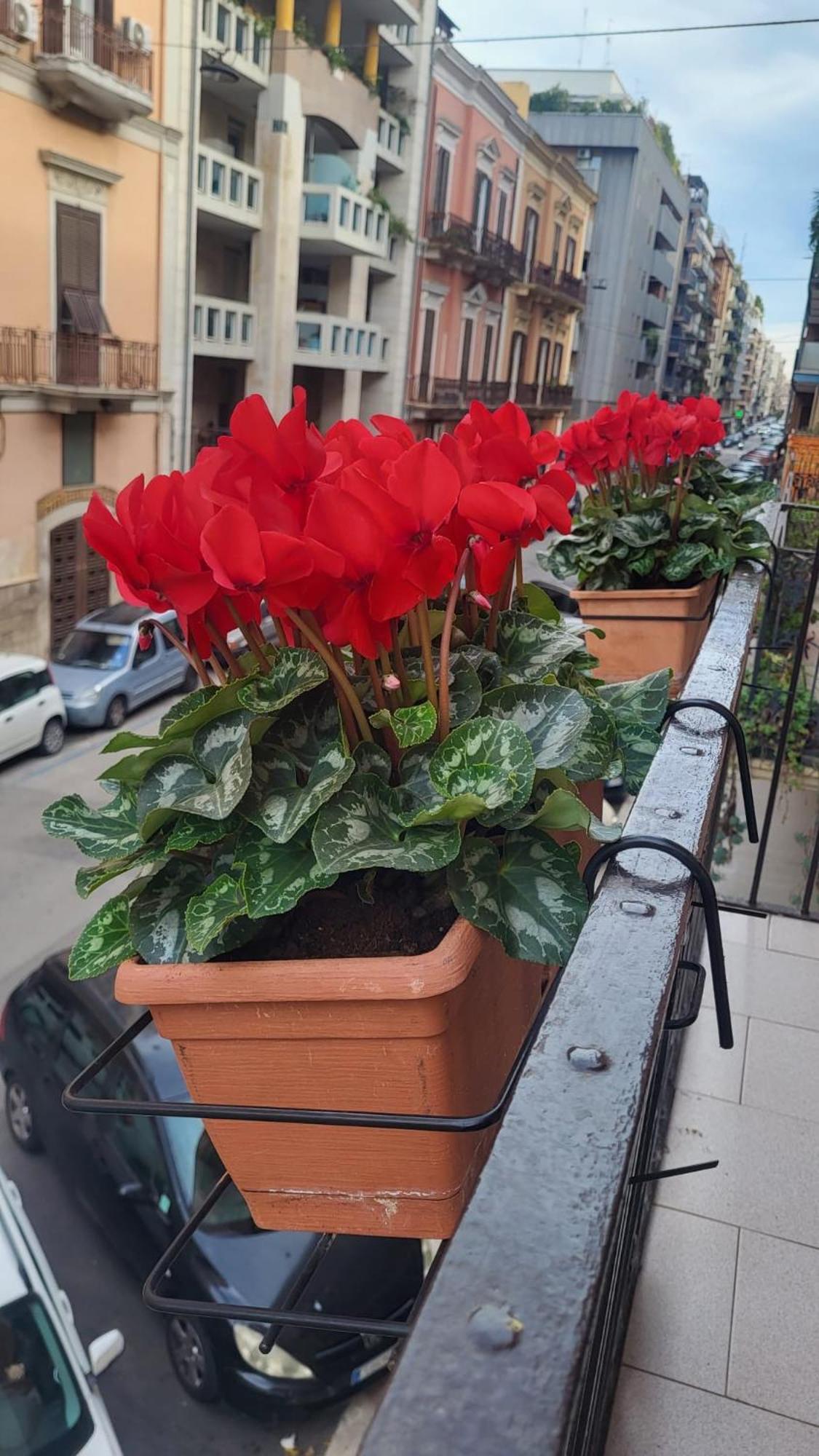 Volare House Appartement Bari